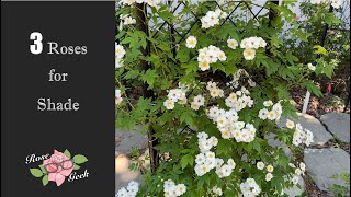 🌹Roses in our shade garden/ Rambling Rector / Fantin Latour / Baronne Prevost / Zone 8a