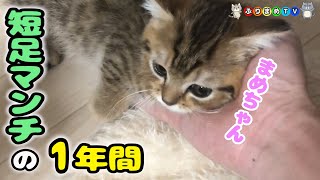 マンチカンの子猫時代から約１年の成長の様子【ぶりまめTV#101】