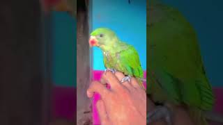 maharaja parrots 🦜🦜🦜,#shorts #parrots