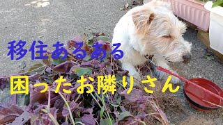 【セミリタイア 中年独女 犬と暮らす】移住生活のリアル　ちょっと困ったお隣さんの話