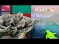 Biosfera Revista Ambiental | Entrevista SIPSE Cancún