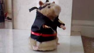 Kung Fu Hamster