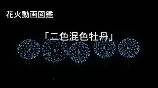 花火動画図鑑「二色混色牡丹」[FWsim]