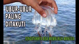 Ubur-ubur  10 Ubur-ubur Paling Unik Dan Aneh Di Lautan