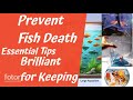 Prevent Fish Death: Essential Tips for Keeping Your Fish Alive and Healthy