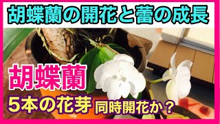 同時に5本の花芽が成長中です。今年初、胡蝶蘭の純白の花が開花しました。