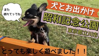 かわいい犬｜ロングコートチワワのウルくん【犬とお出かけ♪昭和記念公園/東京都立川市】