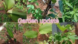 தோட்டத்தை சுத்தி பார்க்க வாங்க/ ஆடி மாதம் விதைப்பு/ garden update @gramathuthozhijas4523