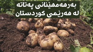 بەرهەمهێنانی پەتاتە لە هەرێمی کوردستان