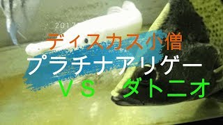 プラチナアリゲーターガーＶＳニューギニアダトニオ