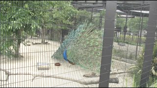 【お宝動画】京都市動物園 羽を広げたインド孔雀