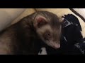 japanese funny ferret cute ferret moves