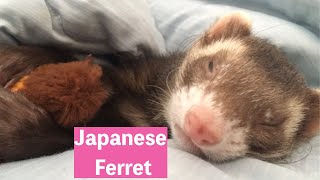 Japanese funny ferret cute ferret moves