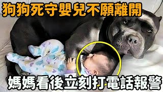 狗狗每天凌晨死守嬰兒不願離開，媽媽好奇查看監控，眼前的一幕讓她離開報了警！