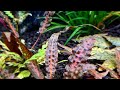 Cryptocoryne Jacobsenii PINK!