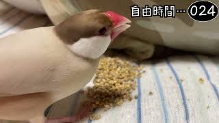 文鳥飼育日記シーズン2第718回目