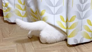 部屋に閉じ込められて完全に拗ねてしまった猫…。