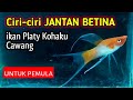 UNTUK PEMULA‼️ Ciri-ciri Jantan & Betina Ikan Platy Kohaku Ekor Cawang