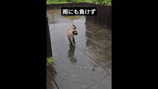 雨が降ってもお散歩は諦めない猫さんがこちら。 #シャム猫ひおろ #cat