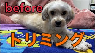 【トリミング】マルチーズとヨークシャテリアのミックス犬のトリミング。とてもかわいくなりました。