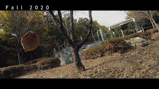 FPV Drone 가을 느낌 / 촬영은 못했지만 문의 주셔서 잠깐 행복했네요~ 감사합니다^^