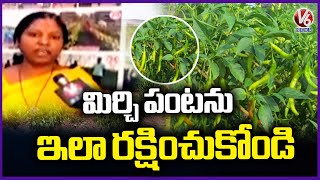 Warangal Horticulture JD Sangeetha Face To Face Over Mirchi Crop Pest Control | V6 News