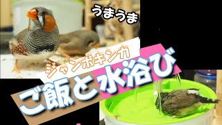 ジャンボキンカ （キンカチョウ、錦華鳥、Zebra finch） 水浴びやご飯の様子