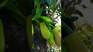 How beautiful is the national fruit jackfruit?জাতীয় ফল কাঁঠাল দেখতে কেমন সুন্দর?#shorts