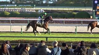 ビダーヤ　返し馬　2024.12.14 中京　12R 古川騎手　1400芝　3歳以上一勝クラス　DMMドリームクラブ