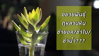 ขยายพันธุ์กุหลาบหิน ชำยอด/ชำใบ/ชำน้ำ????? ได้เหรอ [ #กุหลาบหิน , #พืชอวบน้ำ , #succulent]