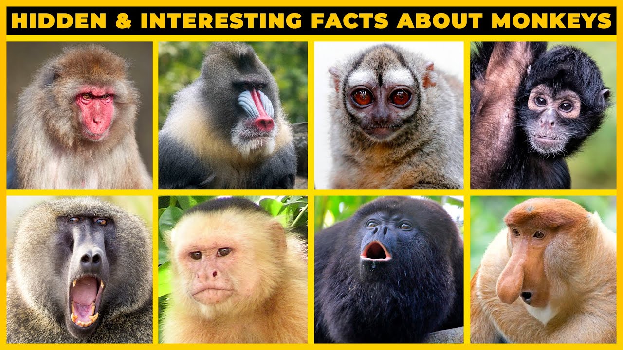 Undeniably Interesting Facts About Monkeys