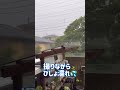 【多肉植物】☔️恵みの雨過ぎる😅💦　 shorts short 多肉植物