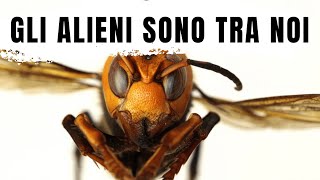 LE 10 PEGGIORI SPECIE ALIENE INVASIVE IN ITALIA 👽