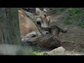Tier-Geburt einer kleinen Gazelle im Zoo Karlsruhe, Juli 2021
