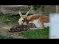 Tier-Geburt einer kleinen Gazelle im Zoo Karlsruhe, Juli 2021