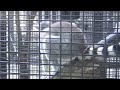 【八木山動物公園】ワオキツネザルの警戒音