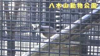 【八木山動物公園】ワオキツネザルの警戒音