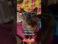 แมวน่ารัก แมว แมวจรจัด ทาสแมวจร cat katten shots funny cat catlover cats catvideos