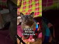 แมวน่ารัก แมว แมวจรจัด ทาสแมวจร cat katten shots funny cat catlover cats catvideos