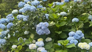 BEAUTIFUL HYDRANGEA NIKKO BLUE BLOOMS LIKE A STAR 🌟 #amazing #nature #relaxing