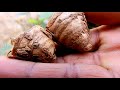 నల్లపసుపు ఎక్కడ కొనాలి ఎంత ధర ఉంటుంది where and how to buy black turmeric nallapasupu