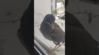 ഓഫീസിൽ വന്ന കിളി//  Bird came to the office