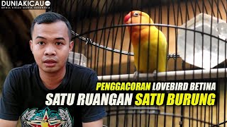 PENGGACORAN LOVEBIRD BETINA - SATU RUANGAN SATU BURUNG