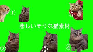 【猫ミーム】悲しそうな猫素材　#猫ミーム #猫マニ #猫ミーム素材