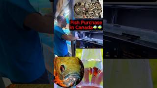 மீன் ஷாப்பிங் | இனிமேல் NEMO தனியா இருகாது| Fish shopping #fish #tamil #tamilshorts #pets #shorts