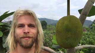 Marang tree climbing and picking