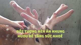 Những đối tượng nên ăn nhung hươu ? Công dụng của nhung hươu đối với sức khỏe con người | Tín Tài