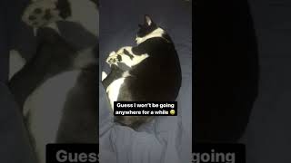 Tuxskateers Short 52 #tuxskateers #shorts #pets #cats #kitten #tiktok #instagram #youtube