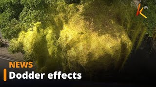 12 counties record a fast-moving invasive weed known as dodder, which threatens food security