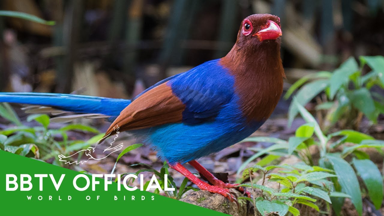 10 Dazzling Colorful Birds You Won T Believe Actually Exist